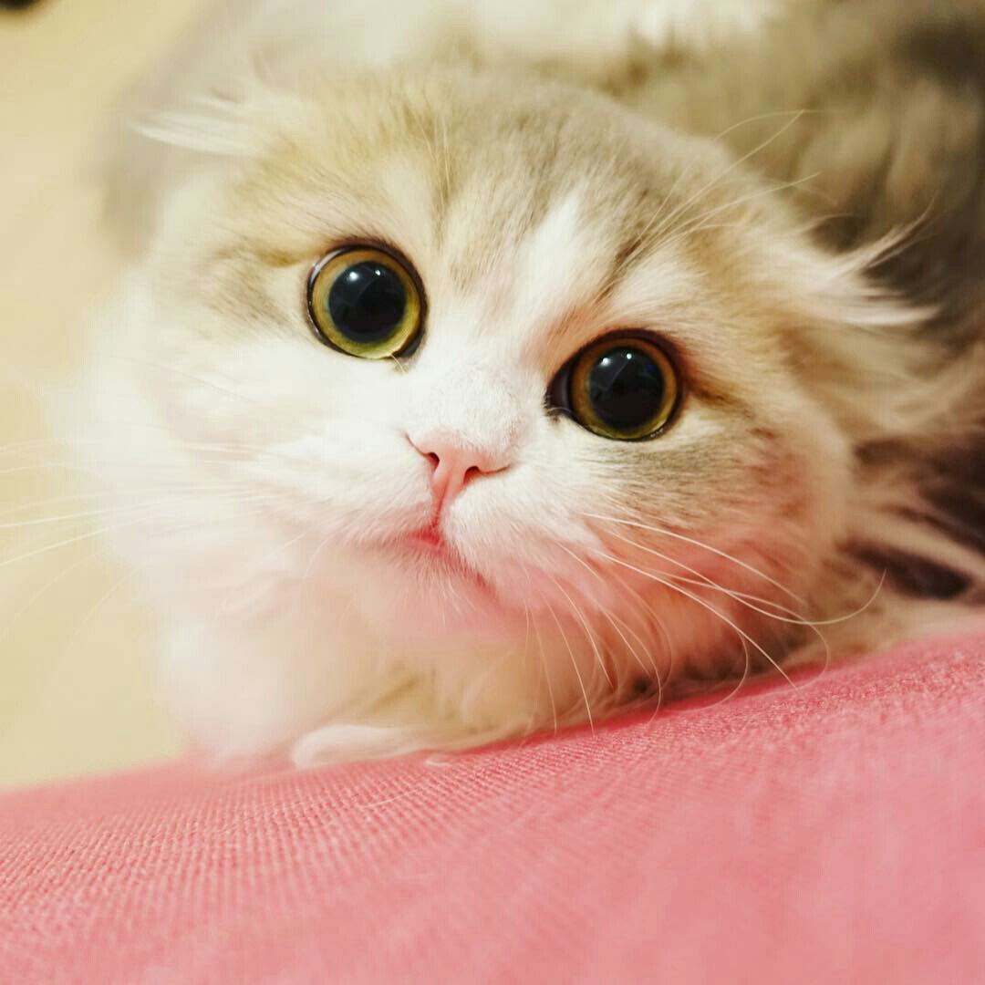Милота милейшая. Милаха. Фото милахи. Милаха моя. Картинка какой милаха.